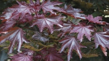 Load image into Gallery viewer, Acer Platanoides 'Crimson Sentry' (Crimson Sentry Maple)