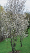 Load image into Gallery viewer, Amelanchier x Grandiflora 'Autumn Brilliance' (Autumn Brilliance Serviceberry)