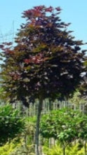 Load image into Gallery viewer, Acer Platanoides 'Crimson Sentry' (Crimson Sentry Maple)