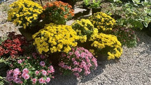 Load image into Gallery viewer, Chrysanthemum (Garden Mum)