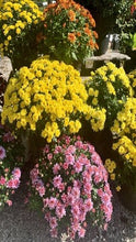 Load image into Gallery viewer, Chrysanthemum (Garden Mum)