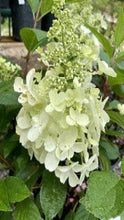 Load image into Gallery viewer, Hydrangea Paniculata Pinky Winky