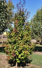 Load image into Gallery viewer, Parrotia persica Persian Spire ('JL Columnar')
