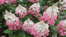 Load image into Gallery viewer, Hydrangea Paniculata Pinky Winky (Pinky Winky Hydrangea)
