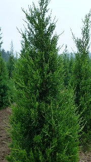 Juniperus Chinensis 'Fairview' (Fairview Juniper)