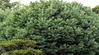 Pinus Sylvestris 'Glauca Nana' (Dwarf Blue Scots Pine)
