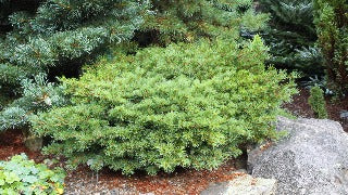 Pinus Parviflora 'Hagoromo' (Hagoromo Japanese White Pine)