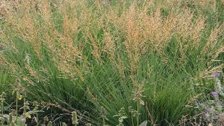 Molinia Caerulea 'Moorflamme' (Moor Flame Grass)
