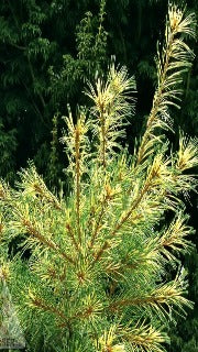 Pinus Parviflora 'Ogon Janome' (Golden Dragon Eye White Pine)