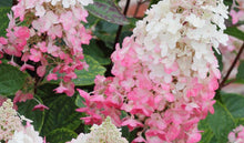 Load image into Gallery viewer, Hydrangea Paniculata Pinky Winky (Pinky Winky Hydrangea)