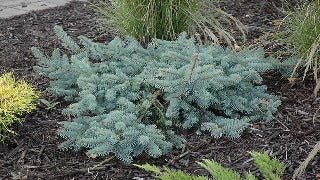 Picea Pungens 'Procumbens' (Procumbens Blue Spruce)