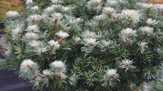 Pinus Parviflora 'Tani mano uki' (Japanese White Pine)