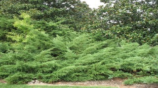 Juniperus x Pfitzeriana 'Wilhelm Pfitzer' (Pfitzer Juniper)