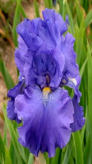 Iris Germanica 'Blue Suede Shoes' (Re-Blooming Bearded Iris)