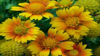 Gaillardia x Grandiflora 'Arizona Apricot' (Blanket Flower)