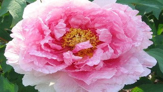 Paeonia suffruticosa 'Hanakisoi' (Tree Peony)