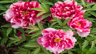 Paeonia Suffruticosa 'Shima-nishiki' (Tree Peony)