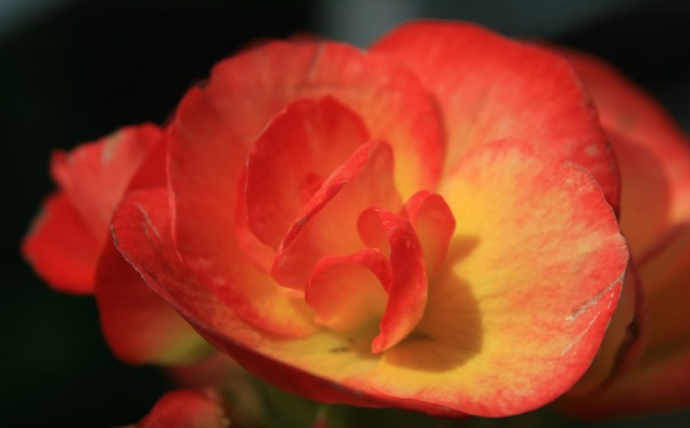Reiger Begonia 4