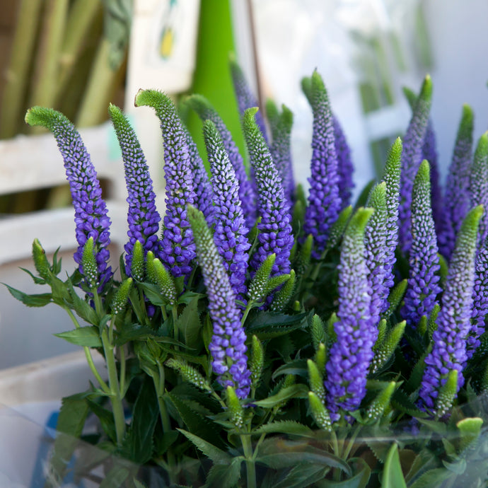 Veronica Spicata 'Royal Candles' (Spike Speedwell)