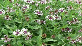 Centaurea Montana 'Amethyst in Snow' (Perennial Bachelor's Button / Mountain Bluet)