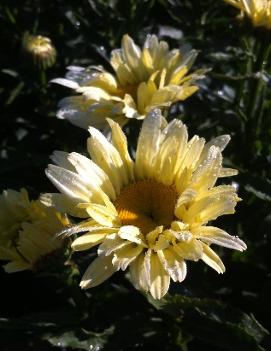 Leucanthemum 'Banana Cream' (Shasta Daisy )