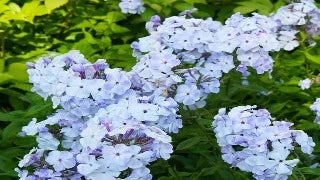 Phlox Paniculata 'Blue Flame' (Blue Flame Phlox)