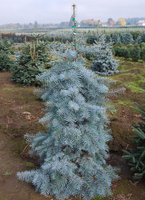 Abies Concolor (Blue Cloak)