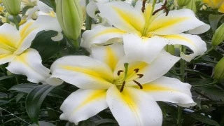 Lily 'Budlight' (Orienpet Hybrid Lily)