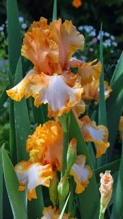 Iris Germanica 'Cajun Rhythm' (Re-Blooming Bearded Iris)