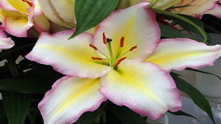 Lily Oriental 'Captain Tricolore'