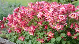 Aquilegia x 'Cardinal' (Columbine)