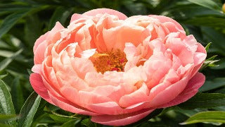 Paeonia 'Coral Charm' (Coral Charm Peony)