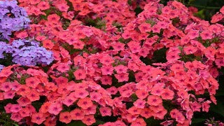 Phlox Paniculata 'Coral Flame' (Coral Flame Phlox)