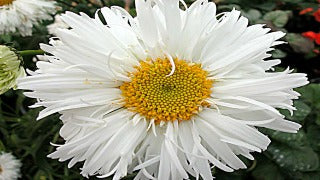 Leucanthemum x Superbum 'Crazy Daisy' (Shasta Daisy)