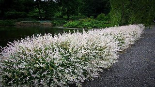Salix Integra 'Hakuro-Nishiki' (Dappled Willow)