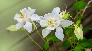 Aquilegia x 'Dove' (Columbine)