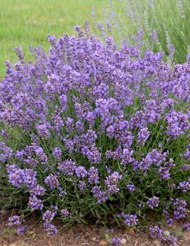 Lavandula augustifolia 'Essence Purple'