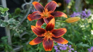Lily 'Forever Susan' (Asiatic Lily)