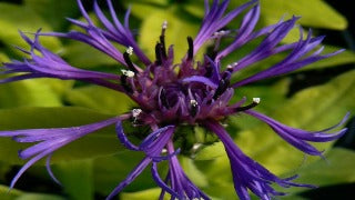 Centaurea Montana 'Gold Bullion' (Bachelor's Button / Blooms of Bressingham)