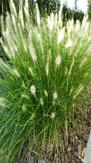 Pennisetum Alopecuroides 'Hameln' (Dwarf Fountain Grass)