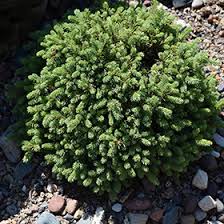 Picea Glauca 