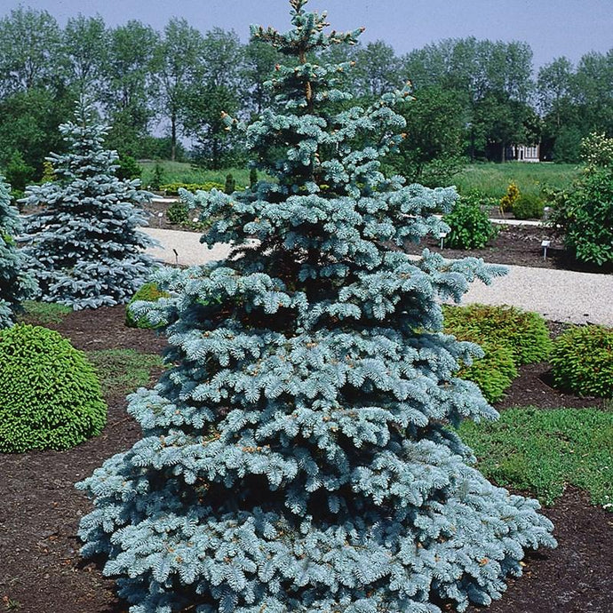 Picea Pungens 