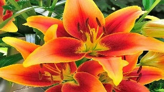 Lily ‘Kaveri’ (Oriental Asiatic Lily)