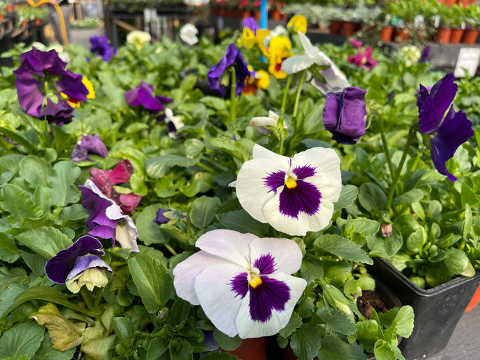 Pansy Trio - Three Pansies in a Pot