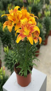 Lily ‘Tiny Parrot’ (Asiatic Lily)