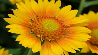 Gaillardia x Grandiflora Mesa Peach (Blanket Flower)