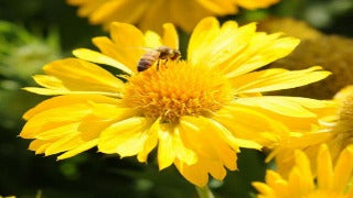 Gaillardia x Grandiflora Mesa Yellow (Mesa Yellow Blanket Flower)