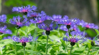 Centaurea Montana (Bachelor's Button)