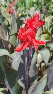 Canna 'Black Knight' (Bronzeleaf Canna Lily)