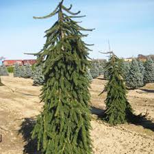 Picea Abies 'Pendula' (Weeping Norway Spruce)